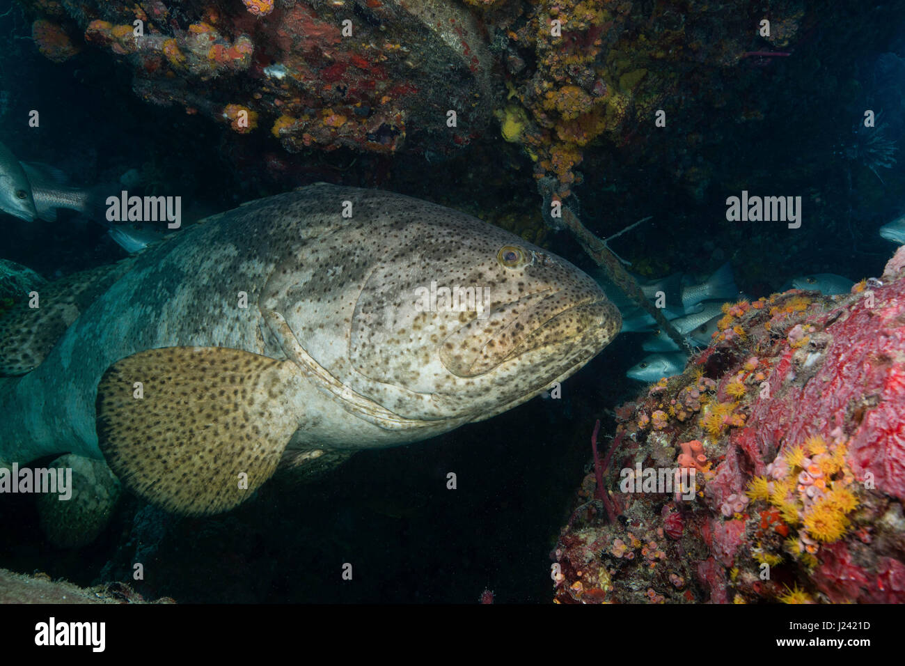 Goliath grouper seeks the protection of the Aquarius reefbase Stock Photo
