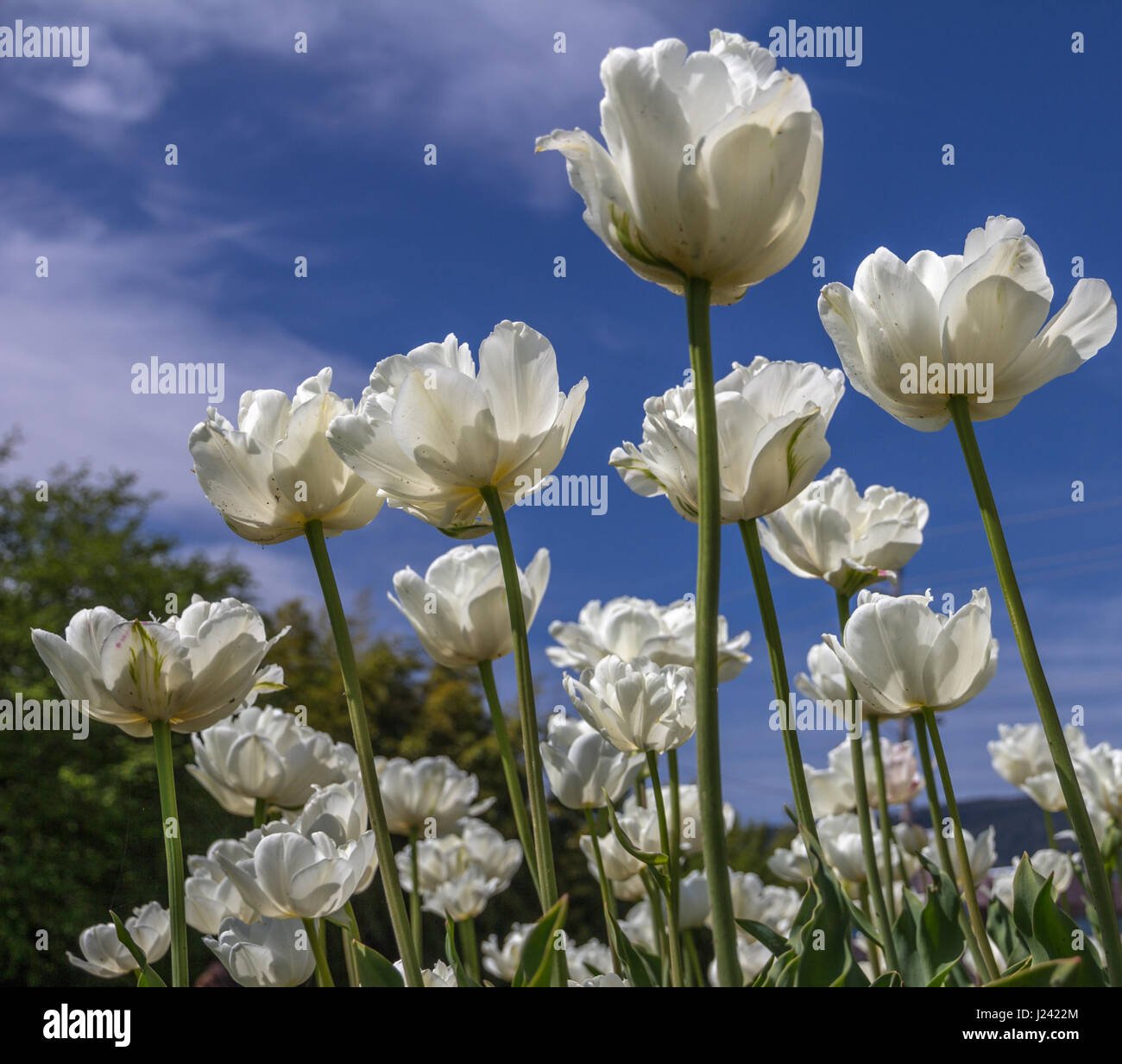 Beautiful white tulips taken from ground level with blue sky and white