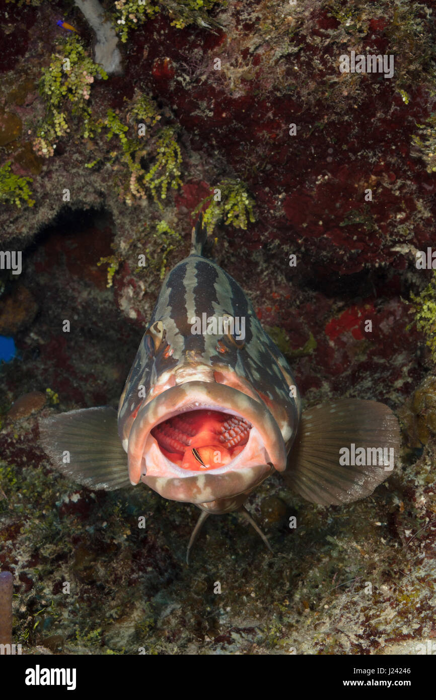 Nassau grouper in the Cayman Islands Stock Photo
