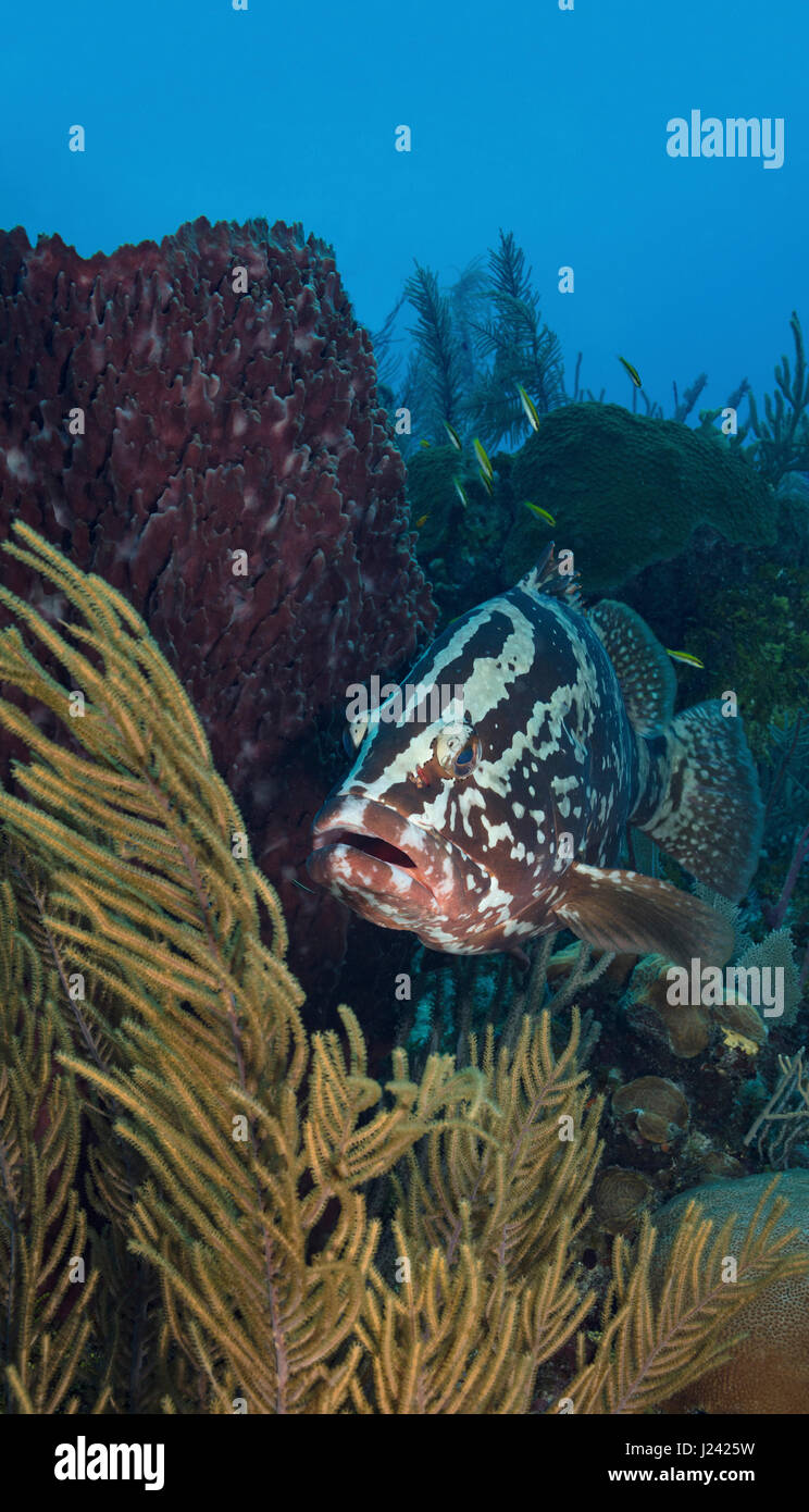 Nassau grouper in Little Cayman Stock Photo