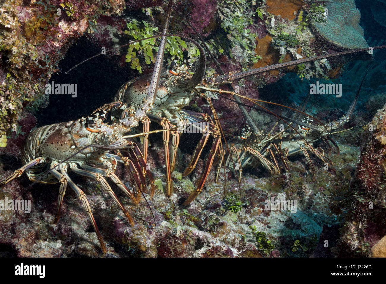 A quartet of spiny lobsters. Stock Photo