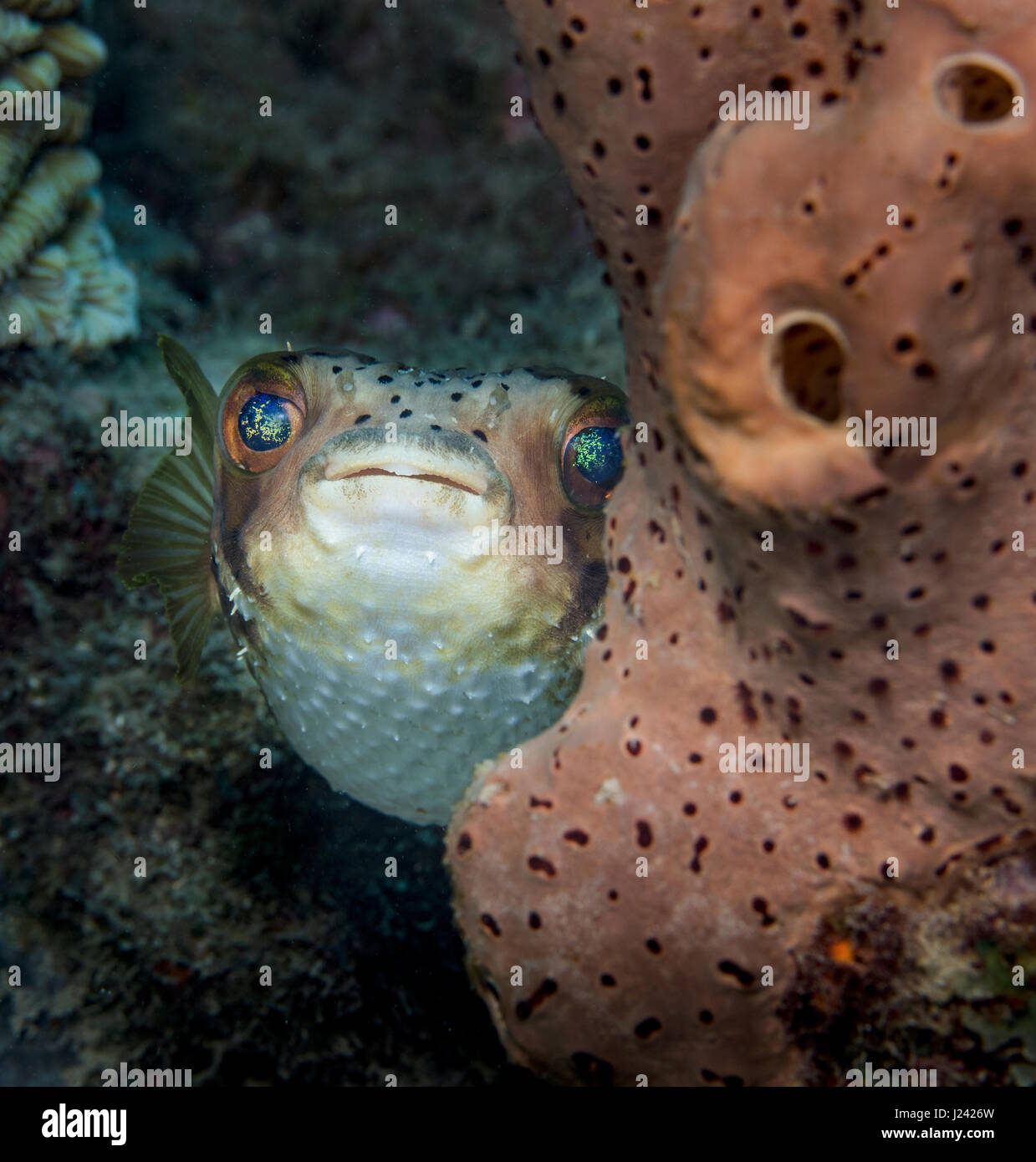 The opaline eyes of a Balloonfish are visible as it peers around a sponge. Stock Photo