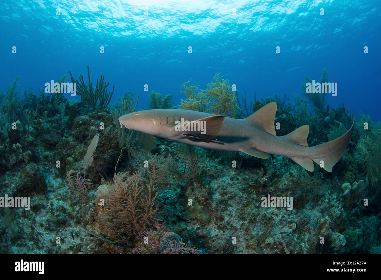 A nurse shark cruises over a reef in the Caribbean. Stock Photo