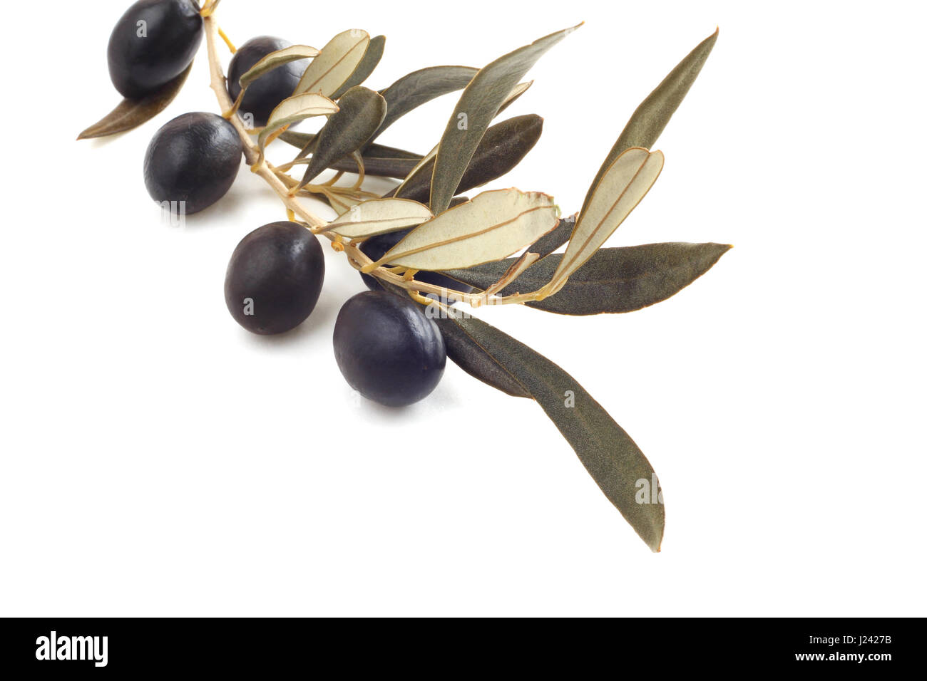 Black olives on branch isolated on white background Stock Photo - Alamy