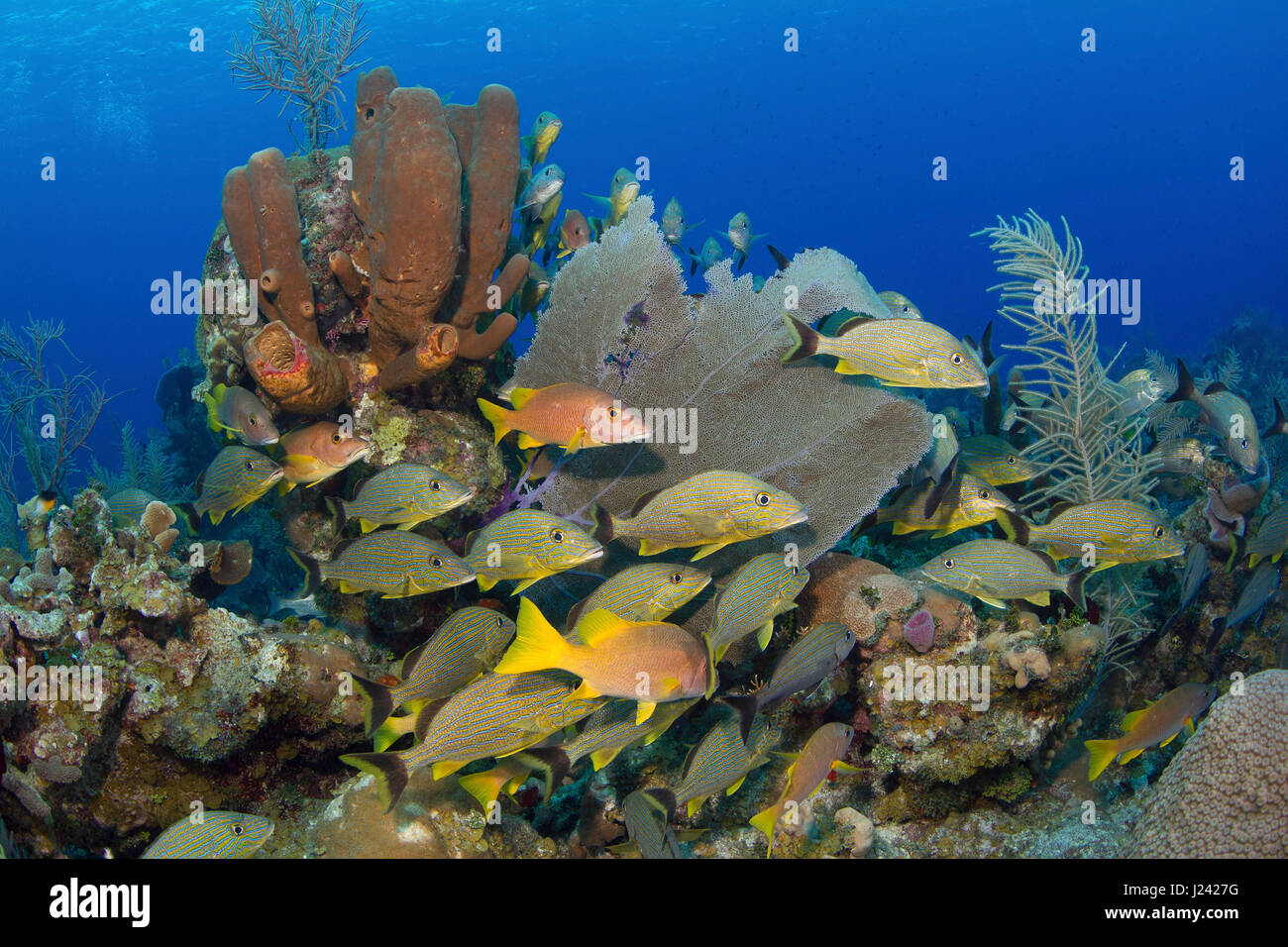 Reef scene with schooling fish, Cayman Brac Stock Photo