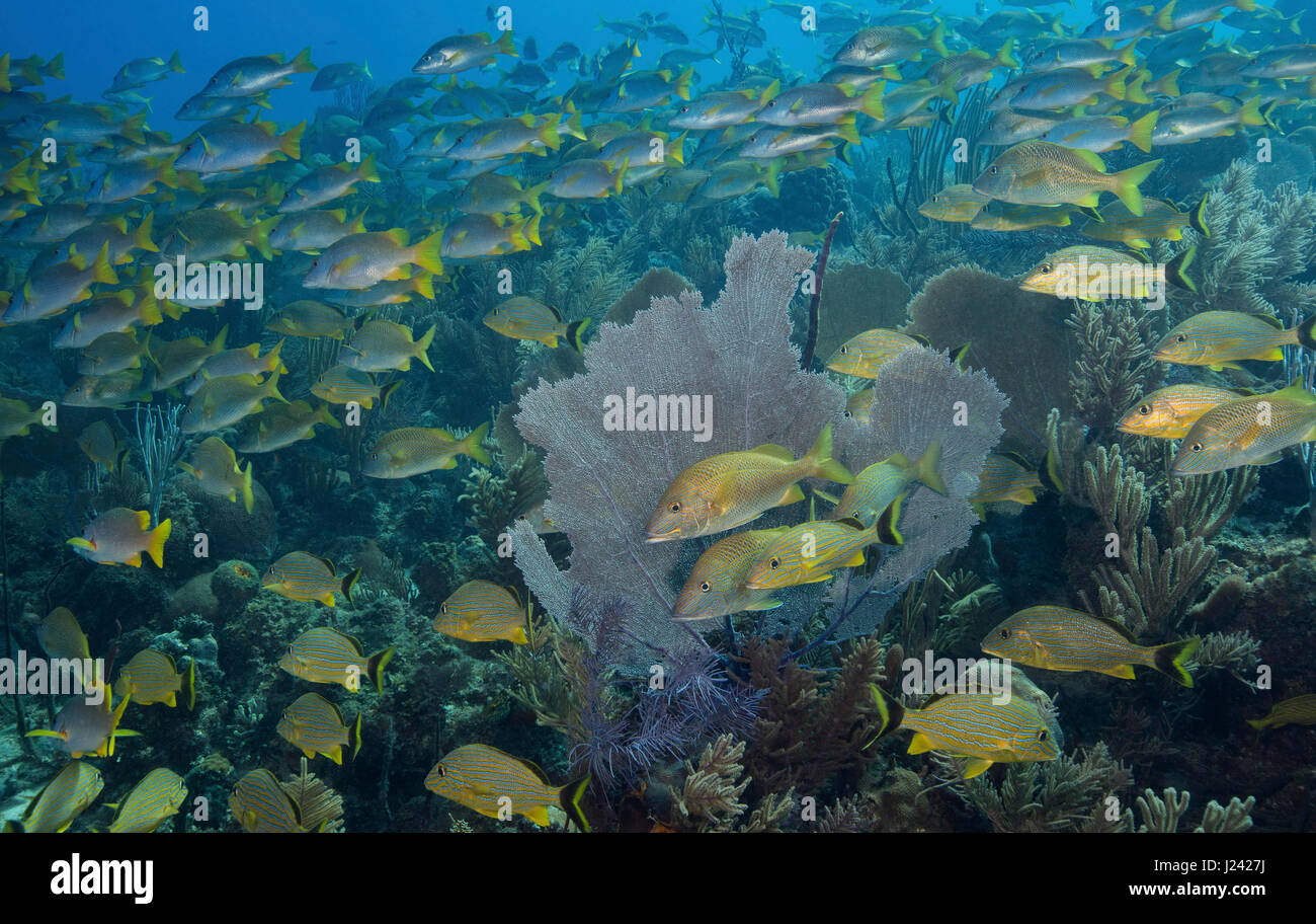 Reef scene with plethora of snappers and grunts. Stock Photo