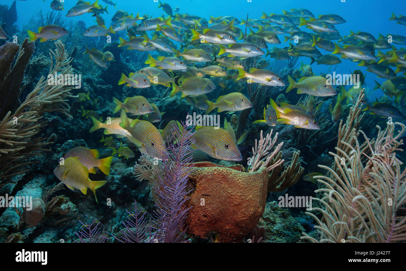 Reef scene with plethora of snappers and grunts. Stock Photo
