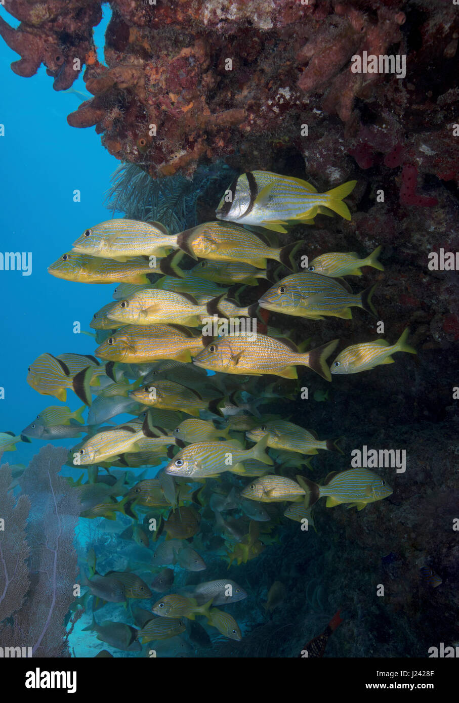 Schooling fish gather near the protection of a ledge on a coral reef in Key Largo. Stock Photo
