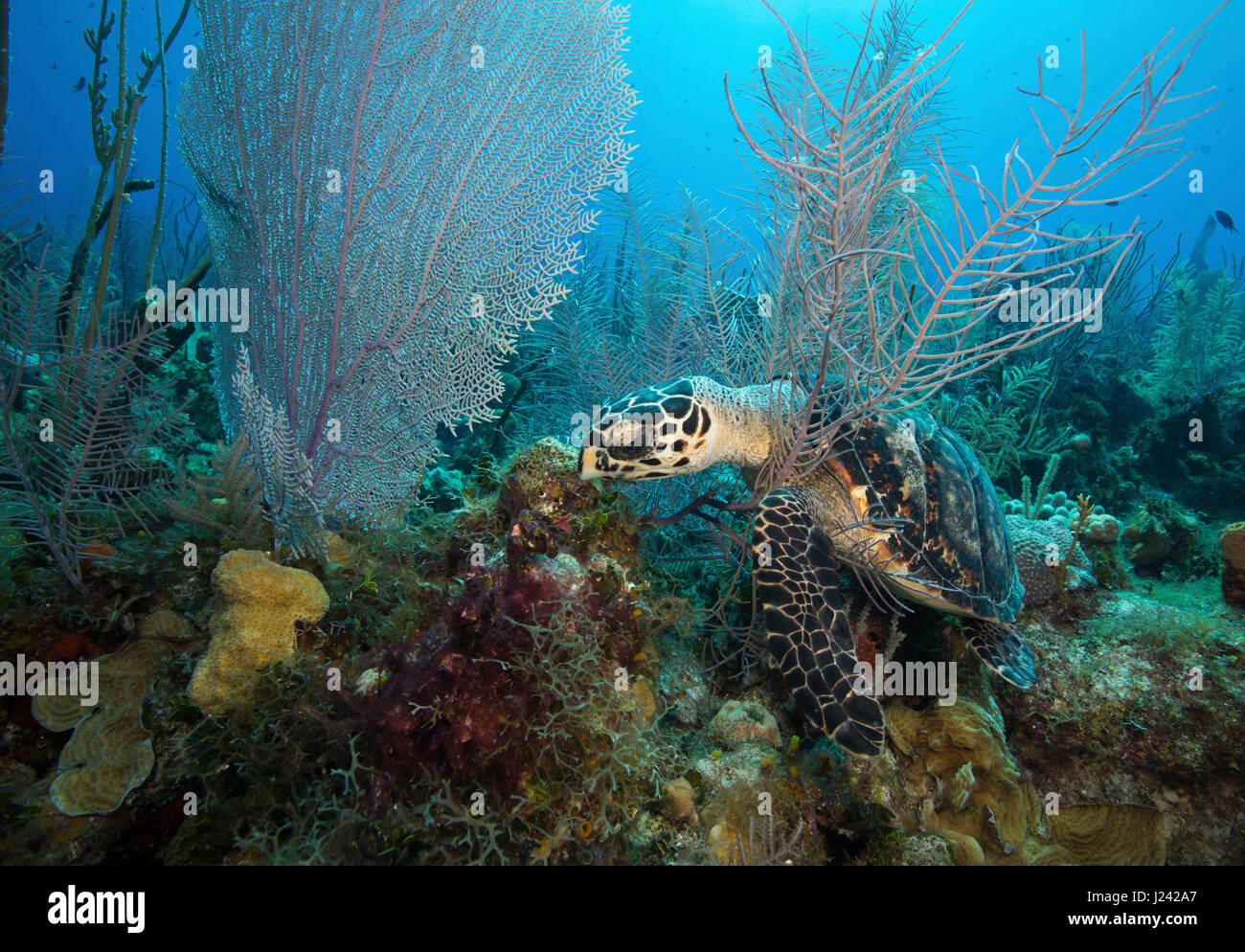hawksbill-sea-turtle-cayman-islands-stock-photo-alamy