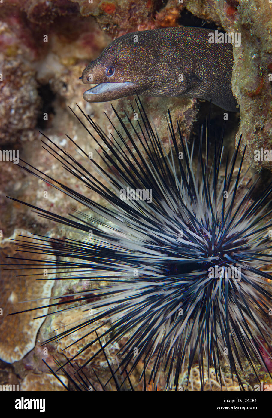Goldentail moray eel hides behind the protection of a long-spined urchin. Stock Photo