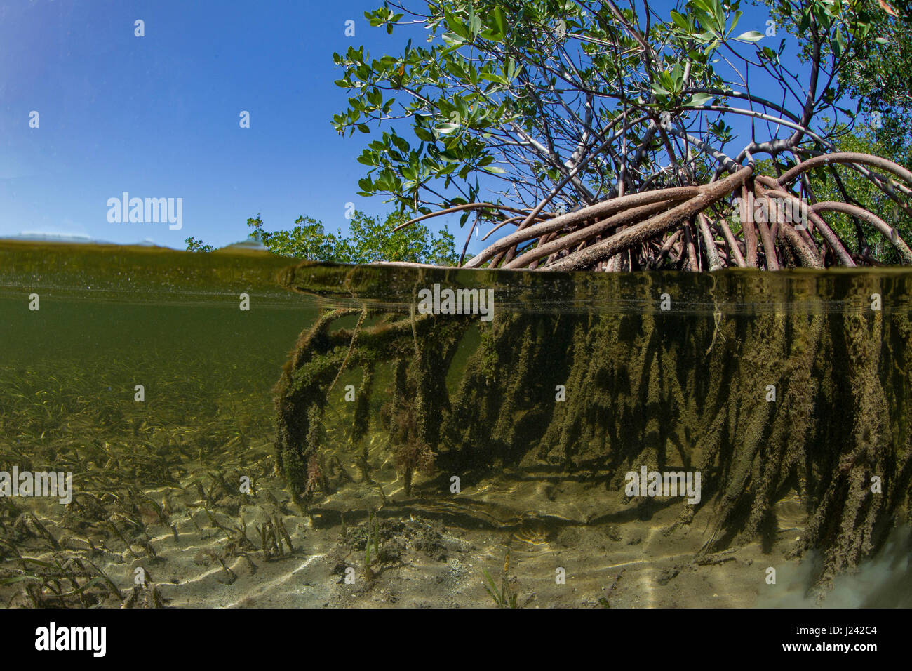 Over/under of Red mangrove tree. Stock Photo