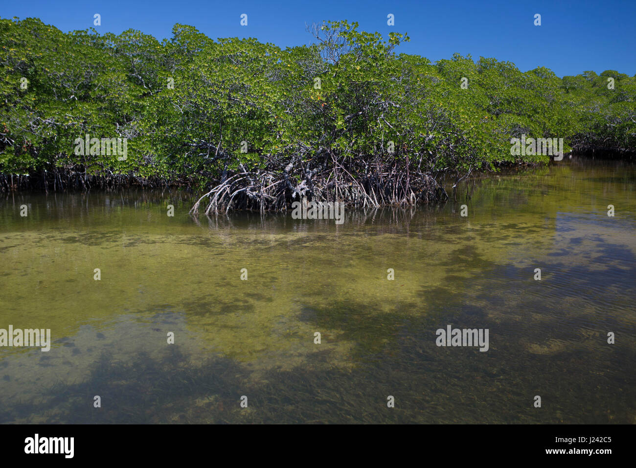 Red Mangrove trees. Stock Photo