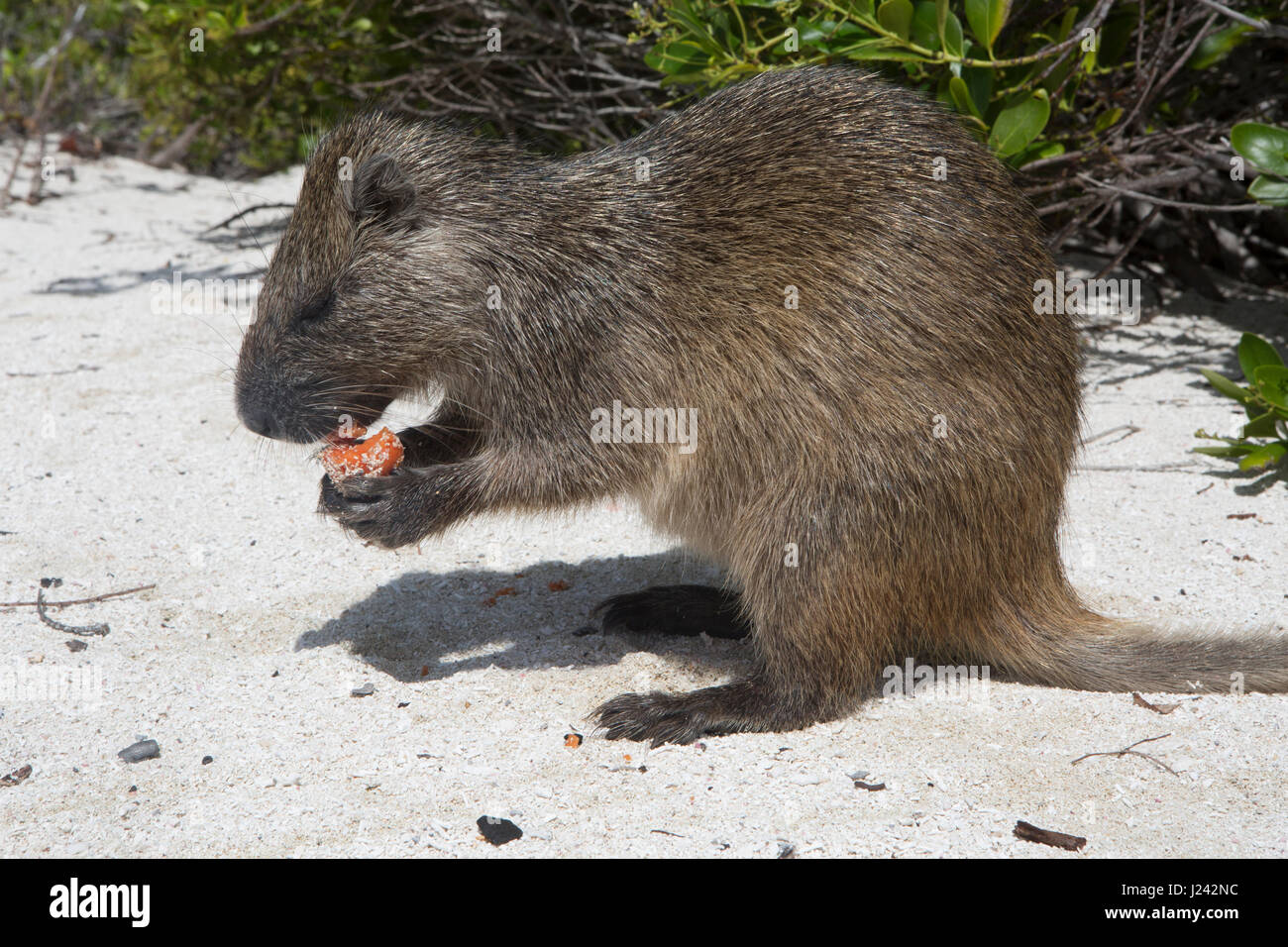 A Desmarest's hutia eats a piece of fruit on a sandy beach in Cuba. Stock Photo