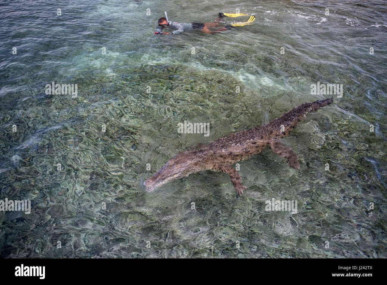 Snorkeler swims with crocodile, Cuba Stock Photo