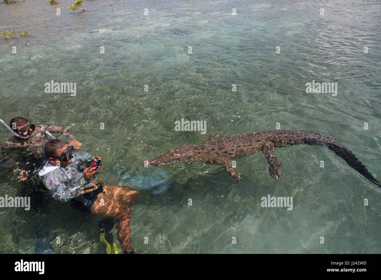 Snorkelers swim with crocodile, Cuba Stock Photo Alamy