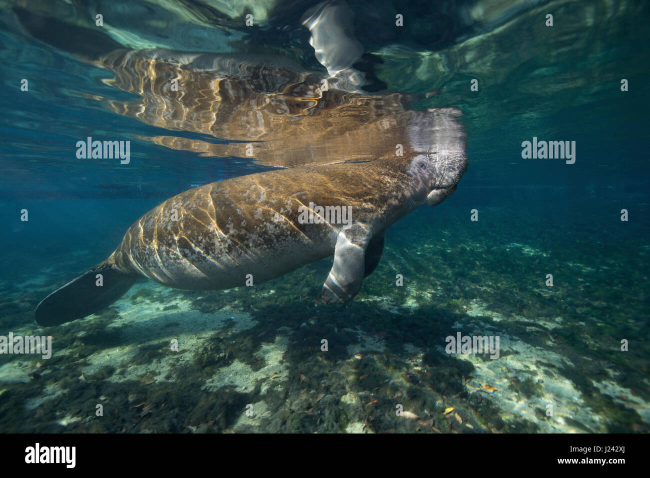 Swimming manatee skims the surface to breathe. Stock Photo
