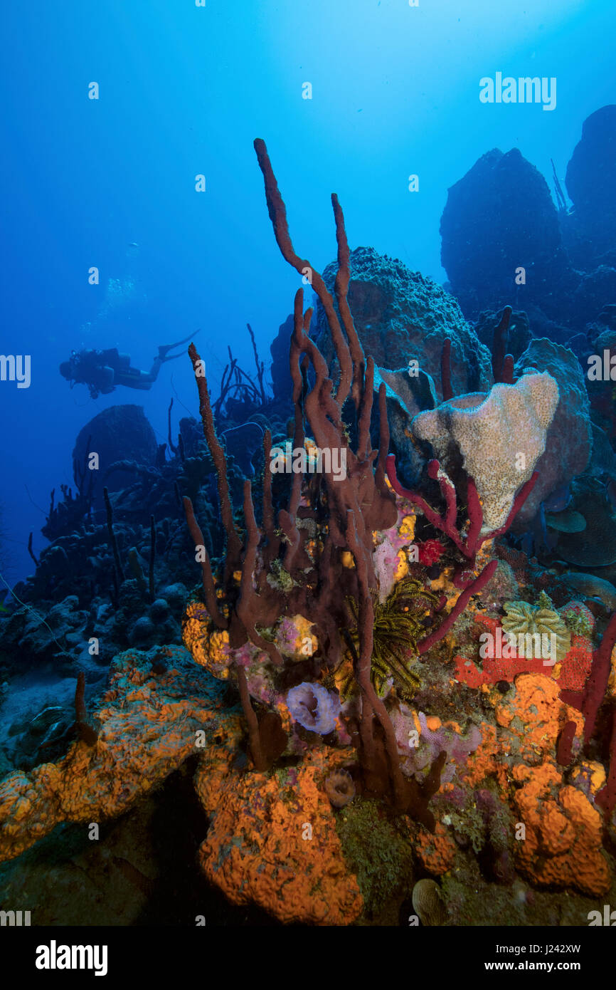 An assortment of sponges form an underwater bouquet. Stock Photo
