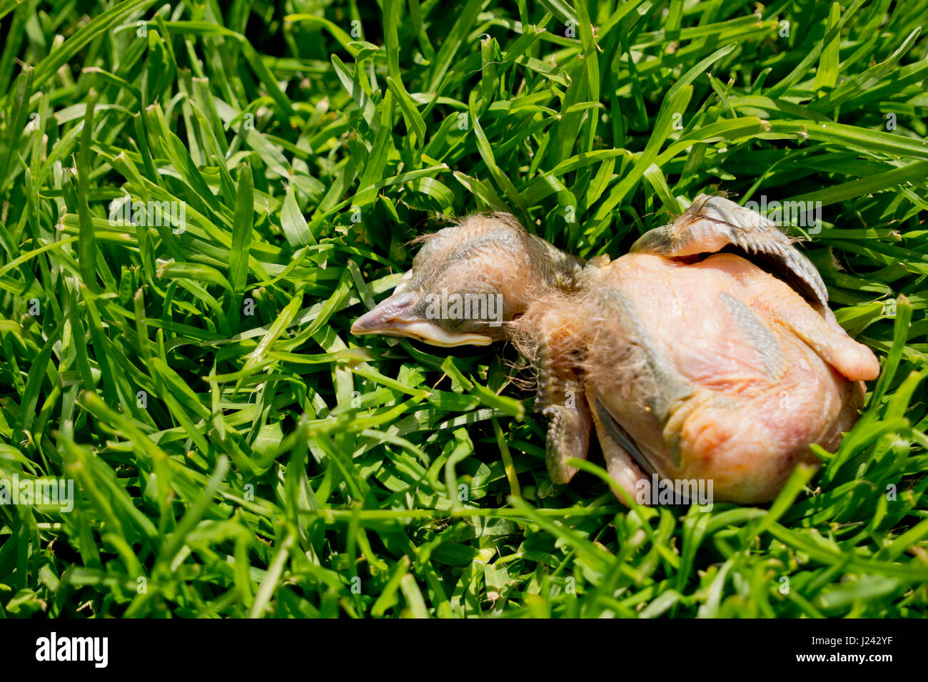 Dead blackbird chick fallen from the nest Stock Photo Alamy