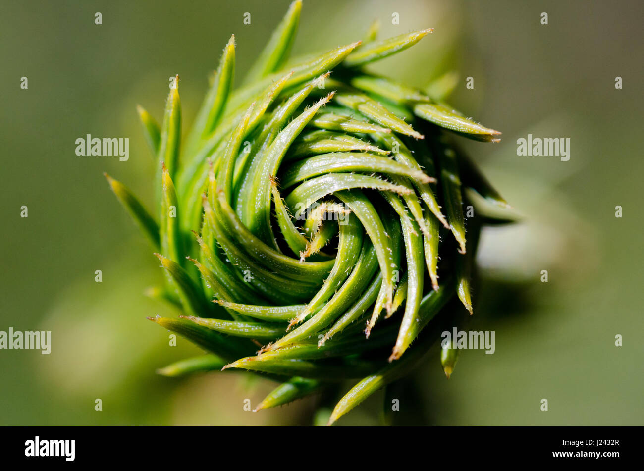 Young norway spruce (picea abies) bud in the spring Stock Photo