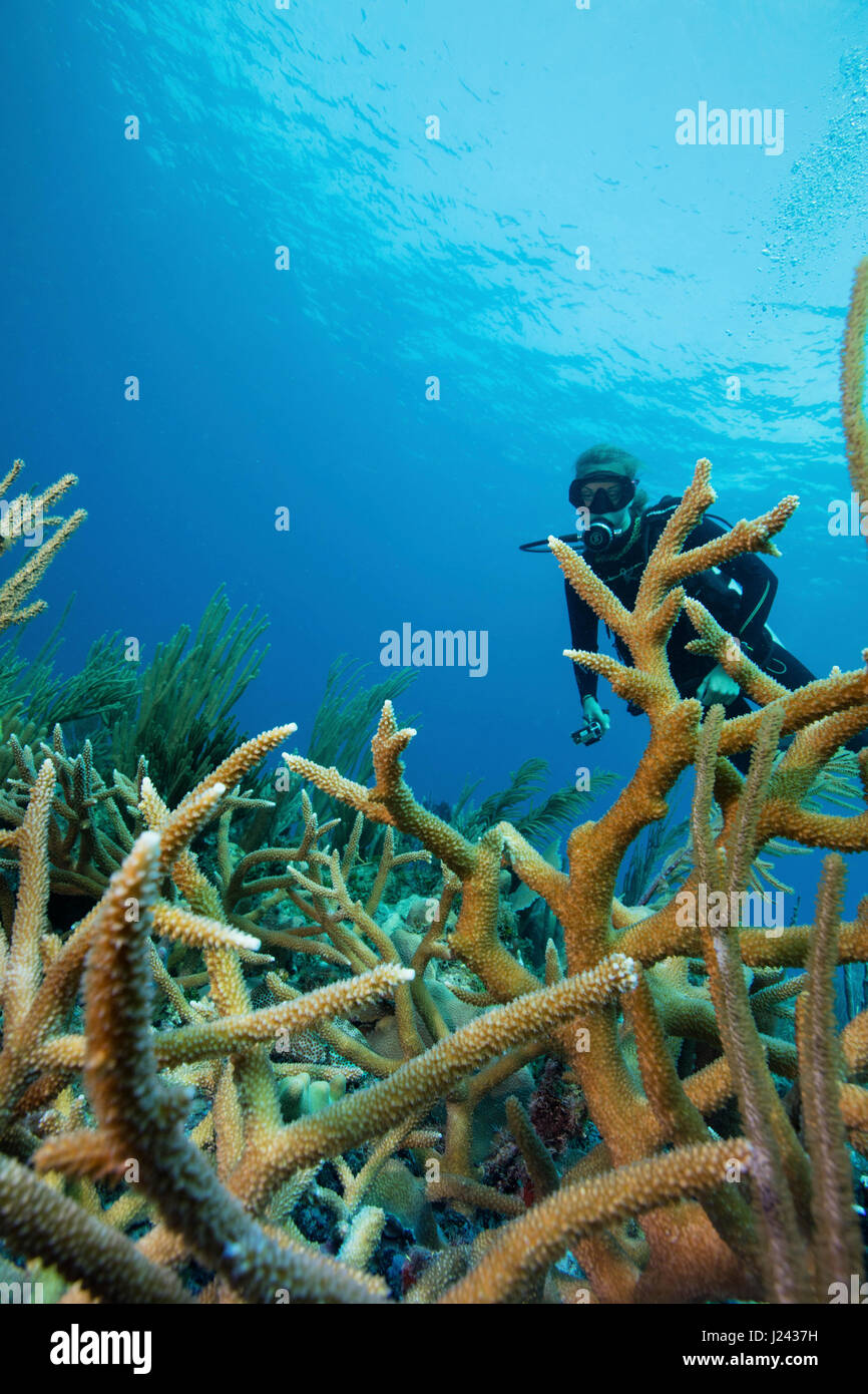 Reef scene with scuba diver and Staghorn coral Stock Photo