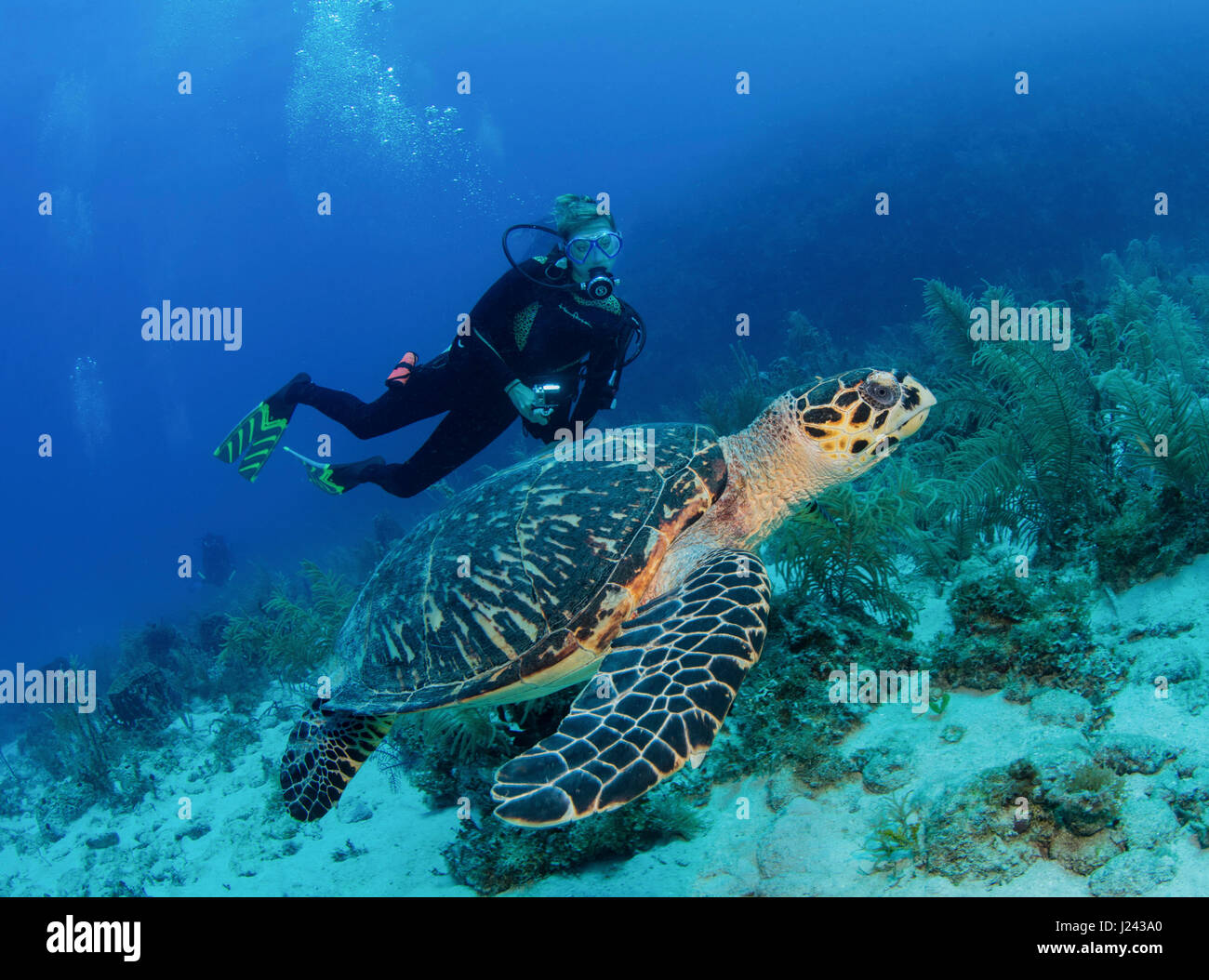 Scuba diver with Hawksbill turtle Stock Photo