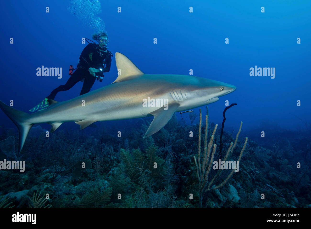 Scuba diver with Caribbean reef shark. Stock Photo