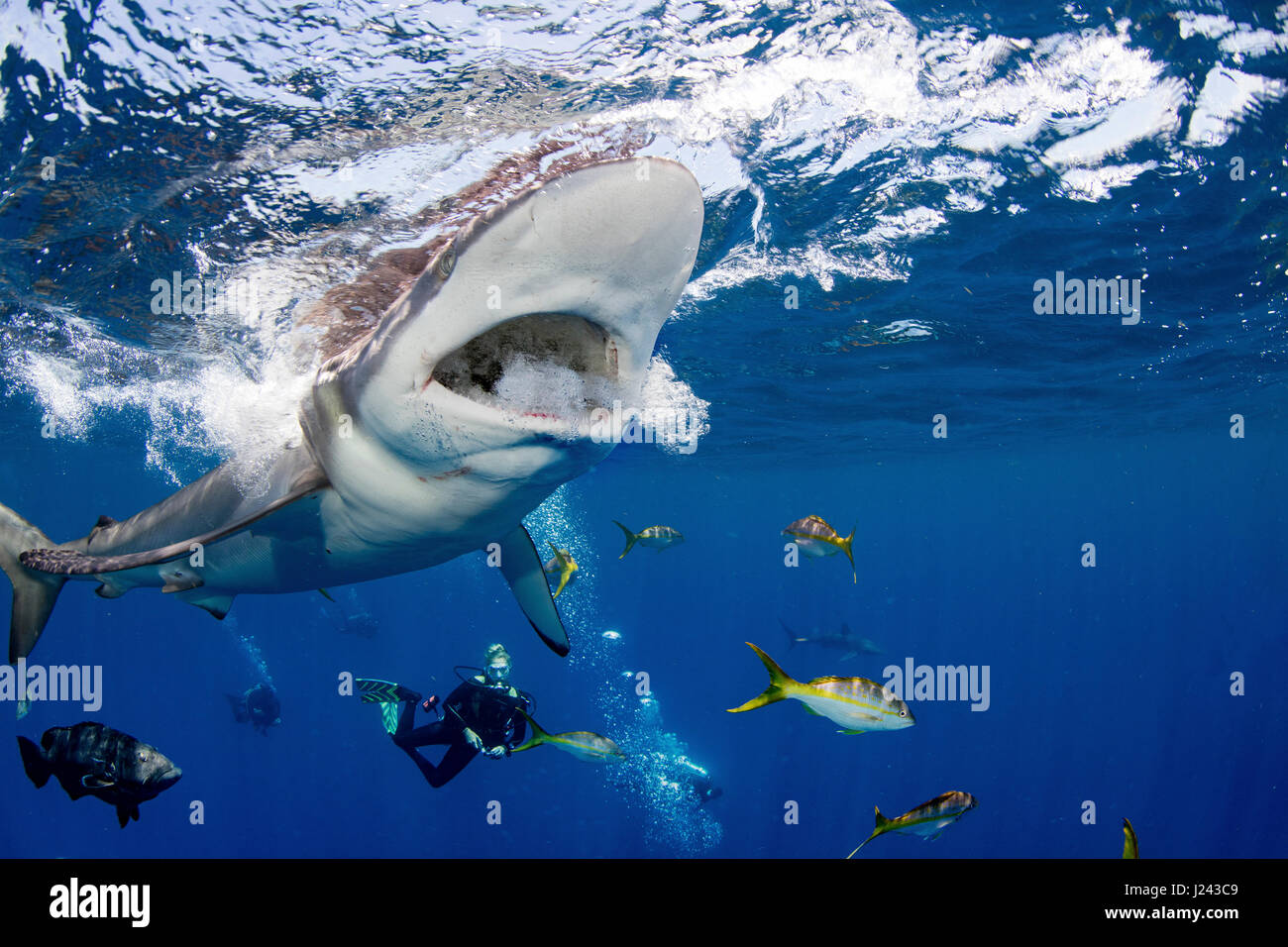 Scuba divers with Silky shark Stock Photo