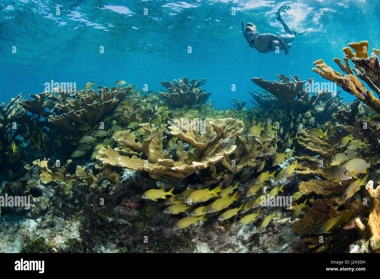 Snorkeler floats over field of hard corals. Stock Photo