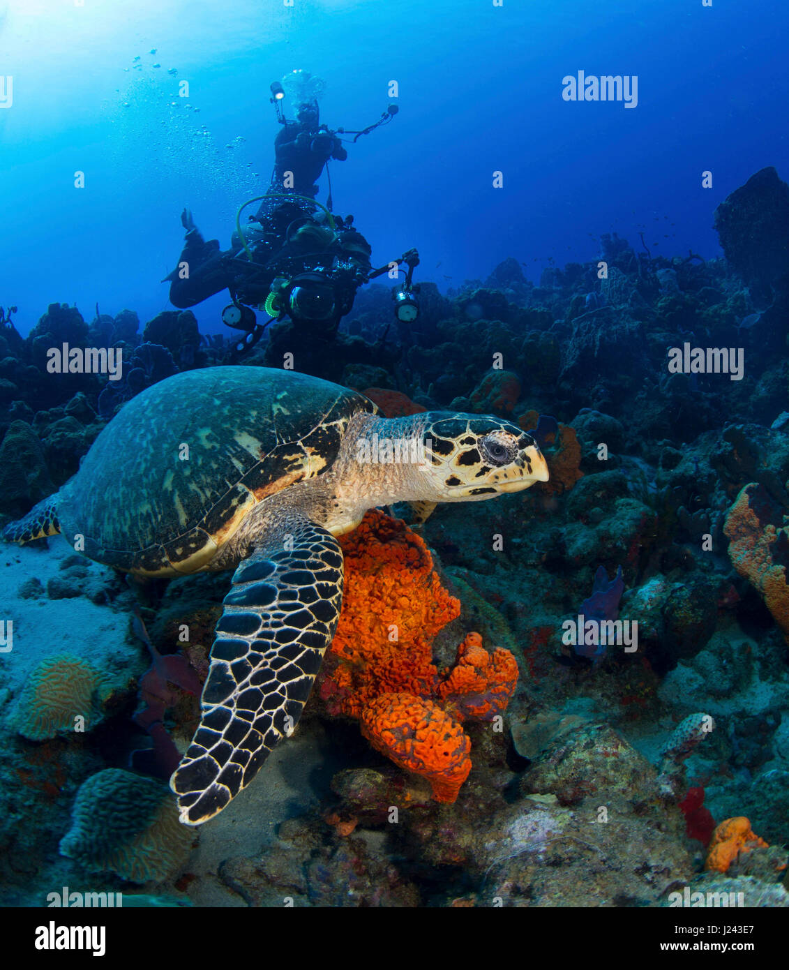 Scuba divers with Hawksbill turtle Stock Photo
