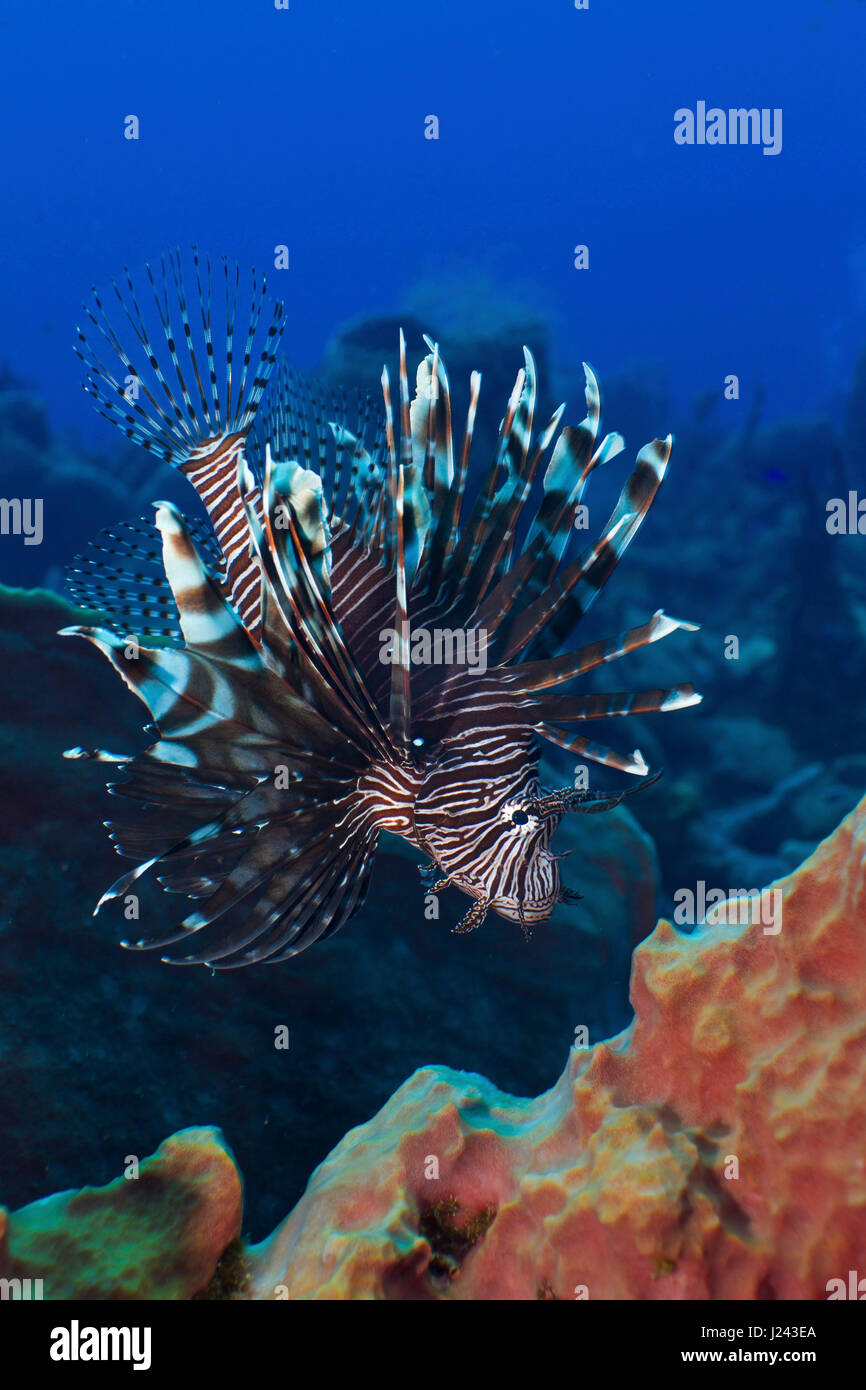 Invasive lionfish on reef in the Caribbean. Stock Photo