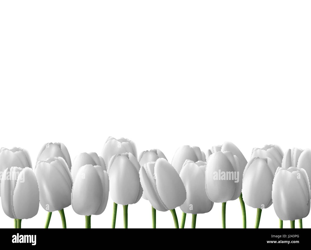 Flower tulip realistic isolated on white background Stock Vector Image ...