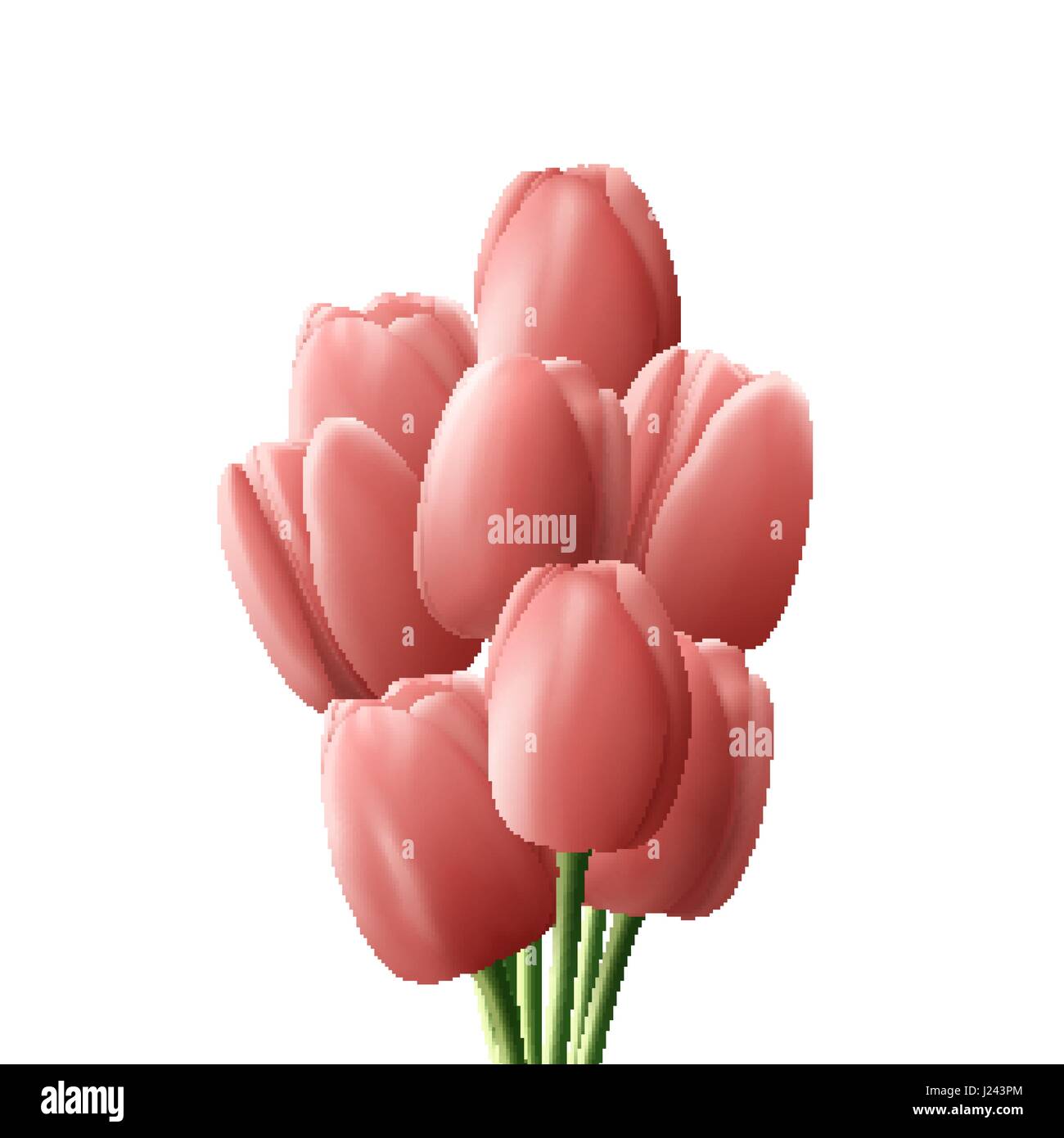 Flower tulip realistic isolated on white background Stock Vector Image ...