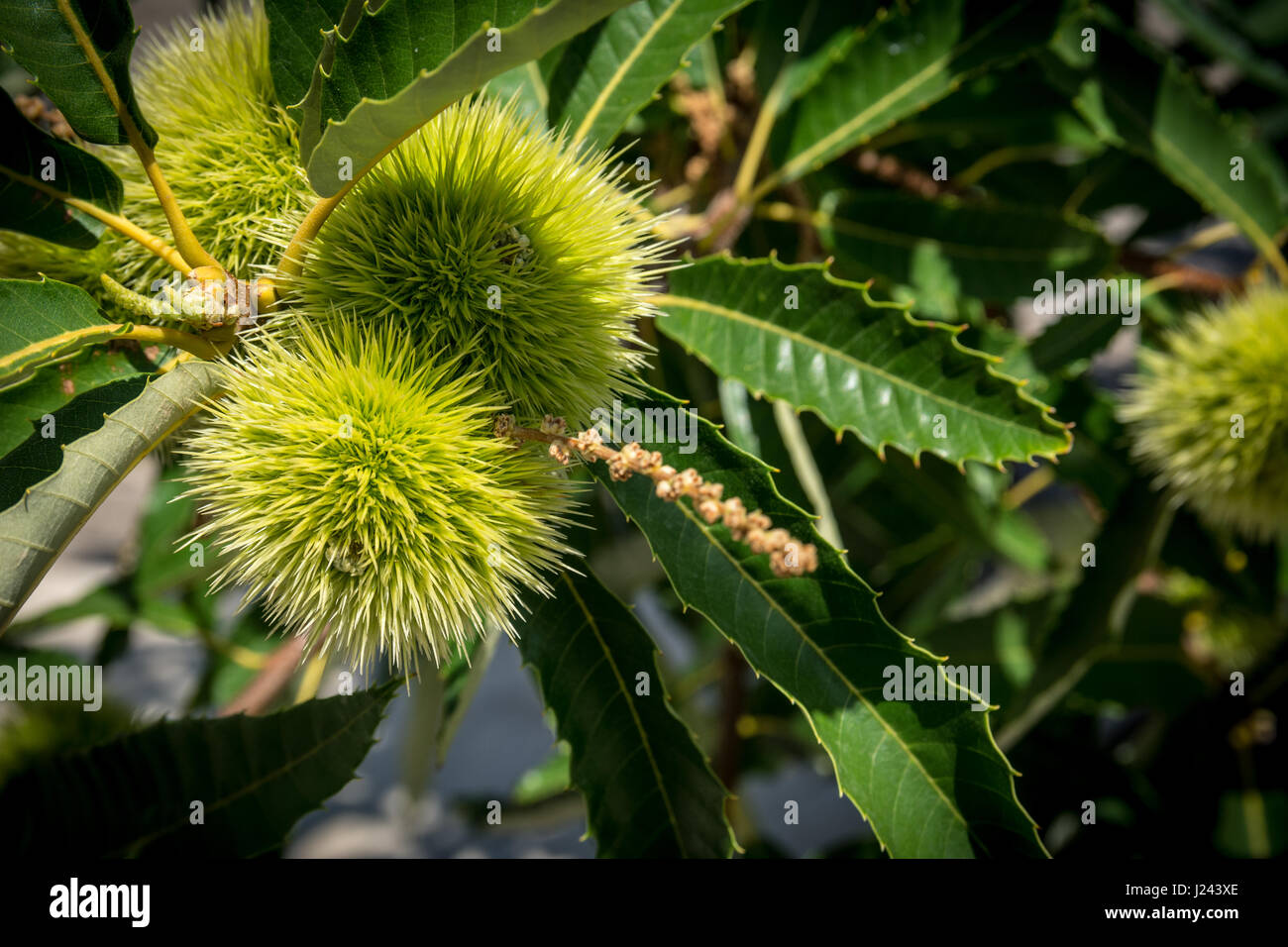 Sweet chestnut tree young hi-res stock photography and images - Alamy