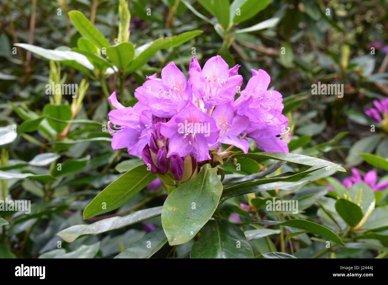 Purple Rhododendron growing in Sandringham Country Park, Sandringham, Norfolk, United Kingdom Stock Photo