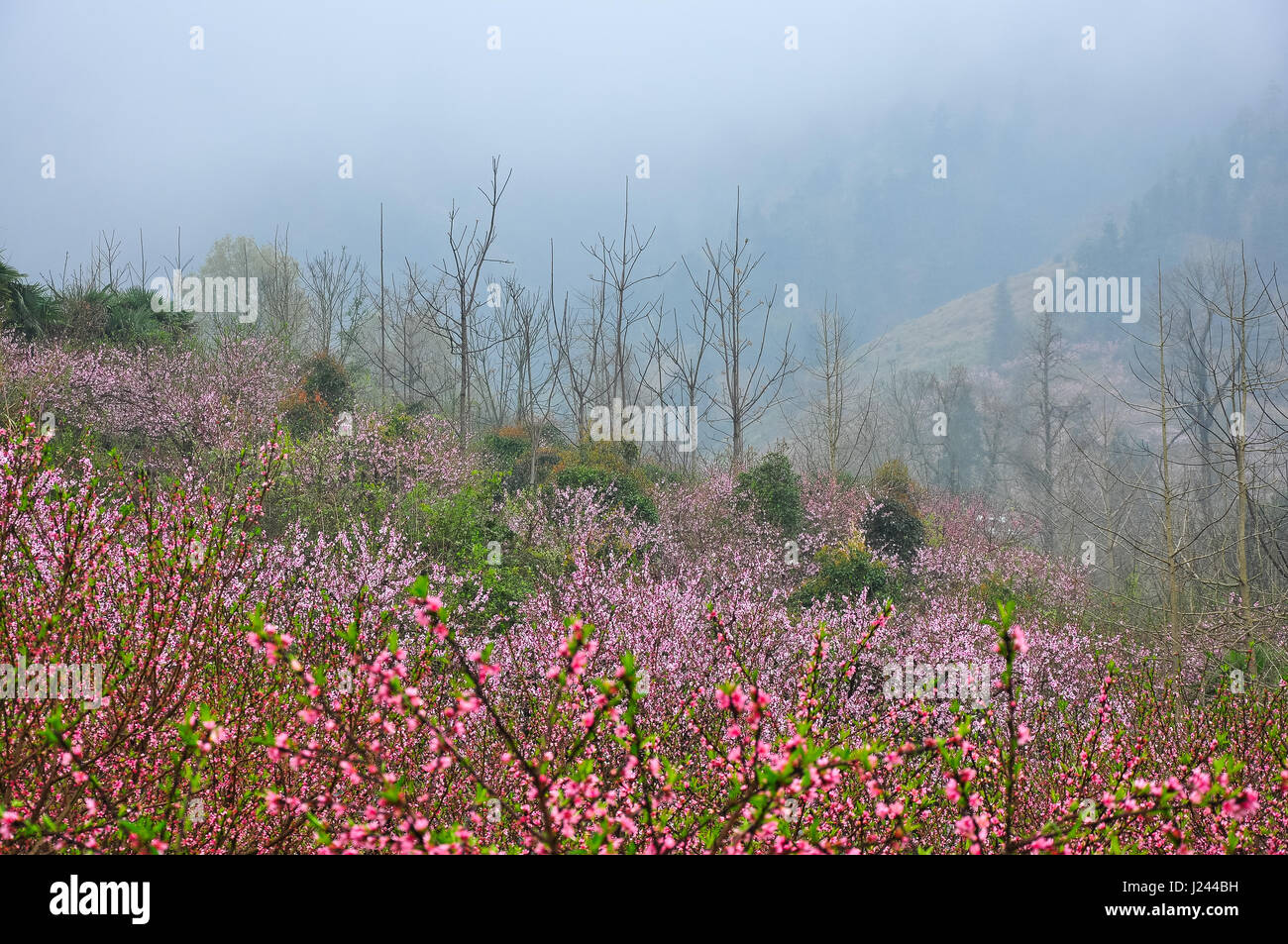 Beautiful peach flower fields scenery in the mist Stock Photo Alamy