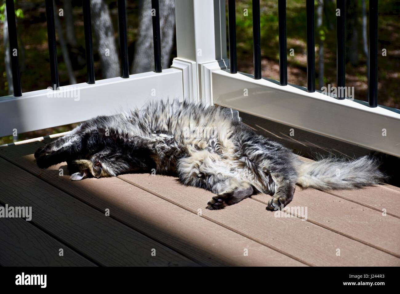 Long haired tabby cat laying in the sun on the back deck Stock Photo