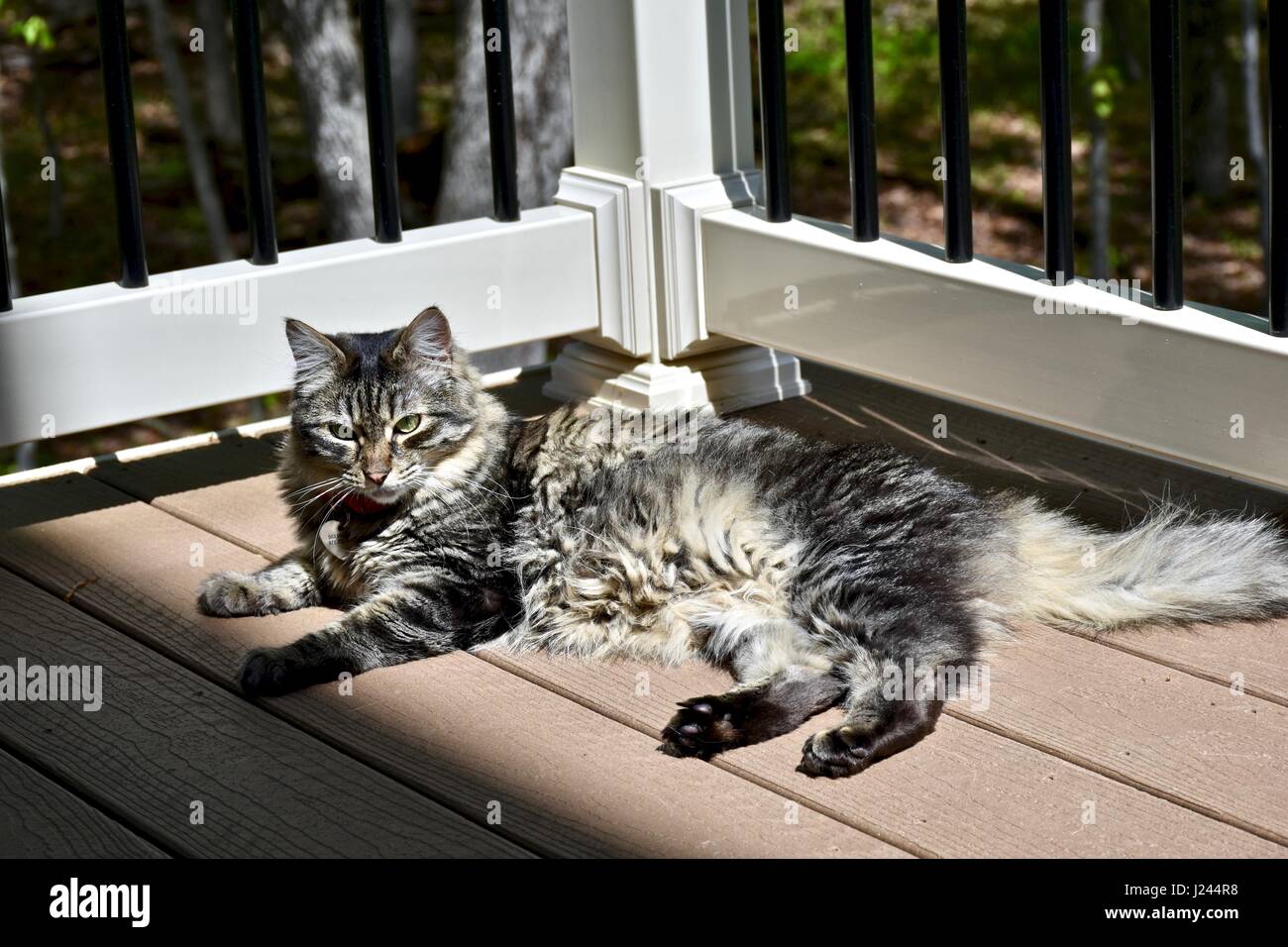 Long haired tabby hi-res stock photography and images - Alamy