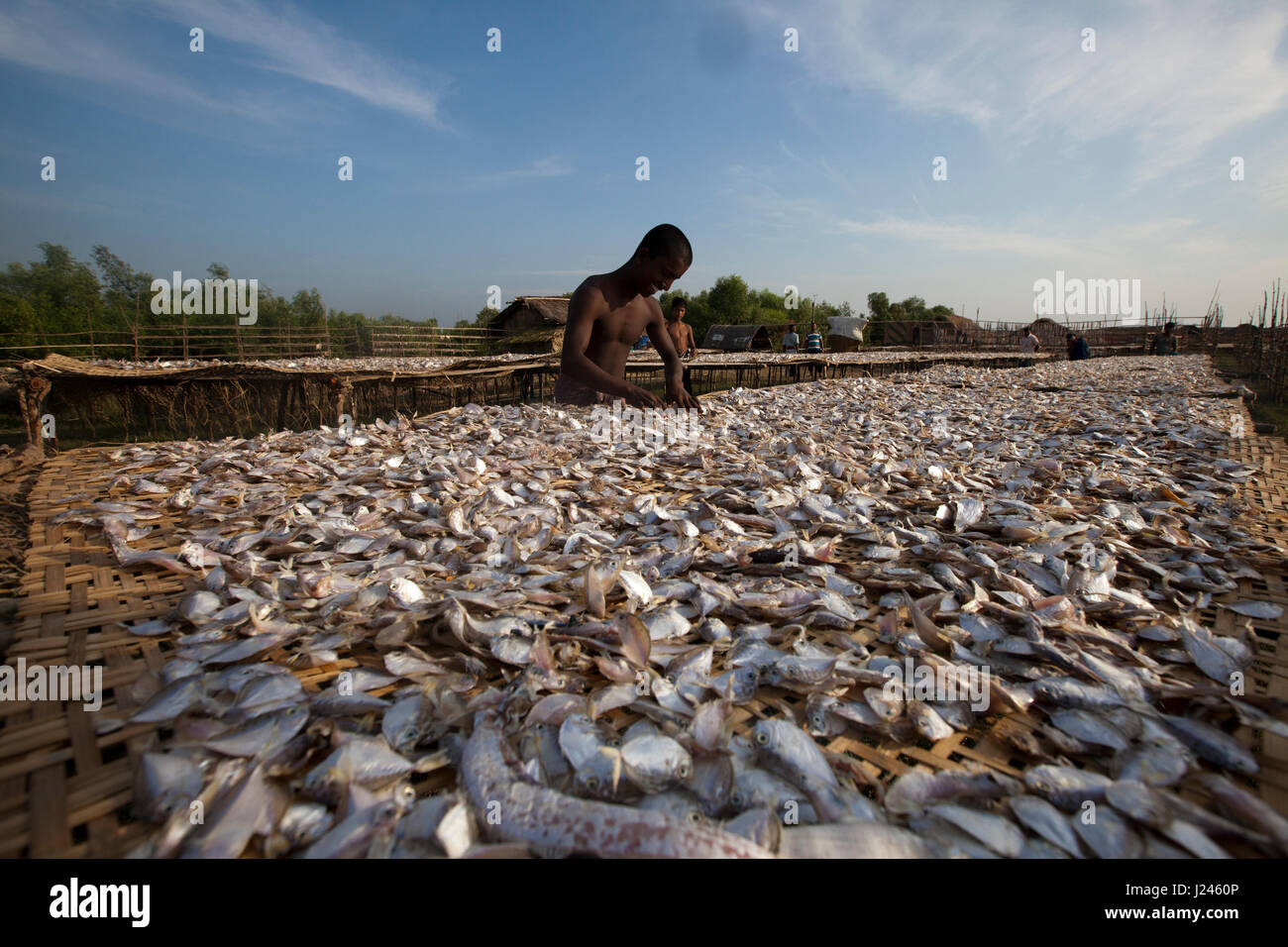 Workers drying fish at the dry fish processing plant at the Dublarchar