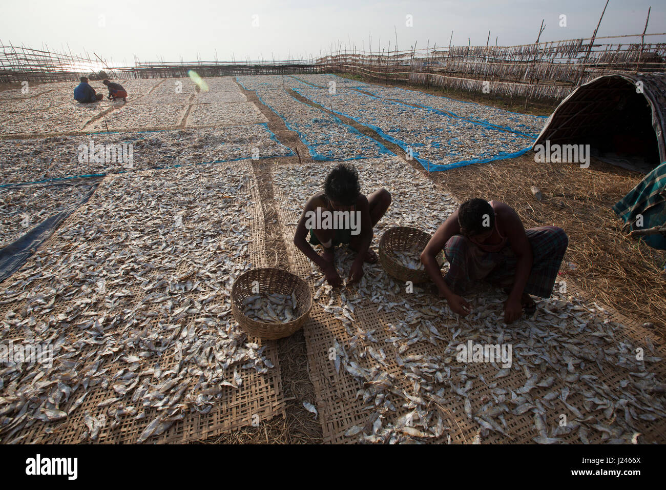 Workers drying fish at the dry fish processing plant at the Dublarchar