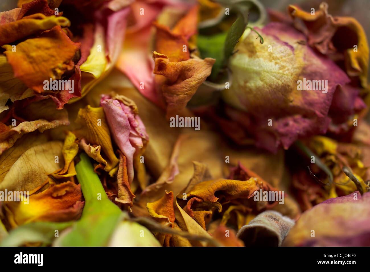 Dried flower confetti hi-res stock photography and images - Alamy