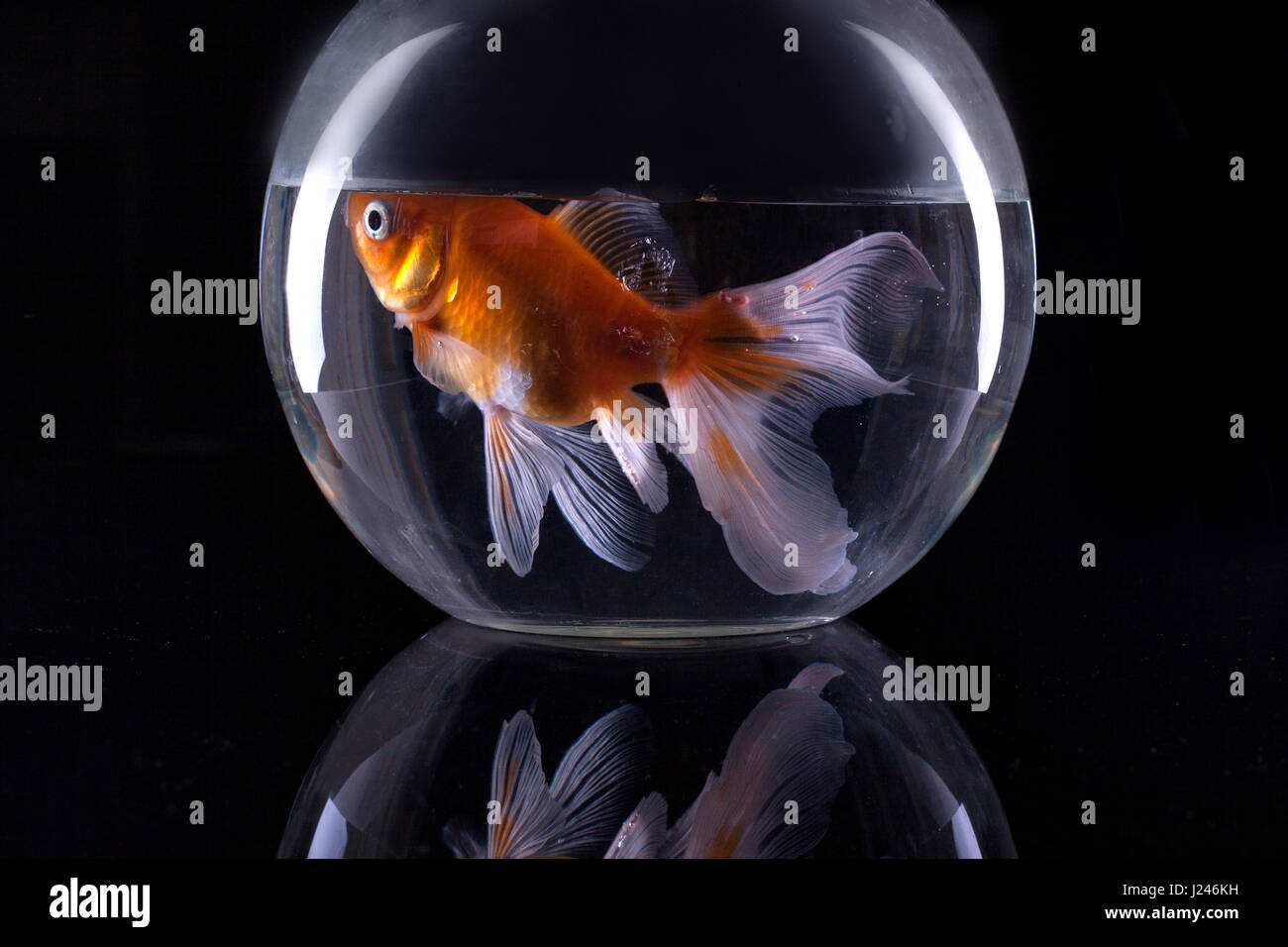 Goldfish in round aquarium isolated on black background Stock Photo Alamy