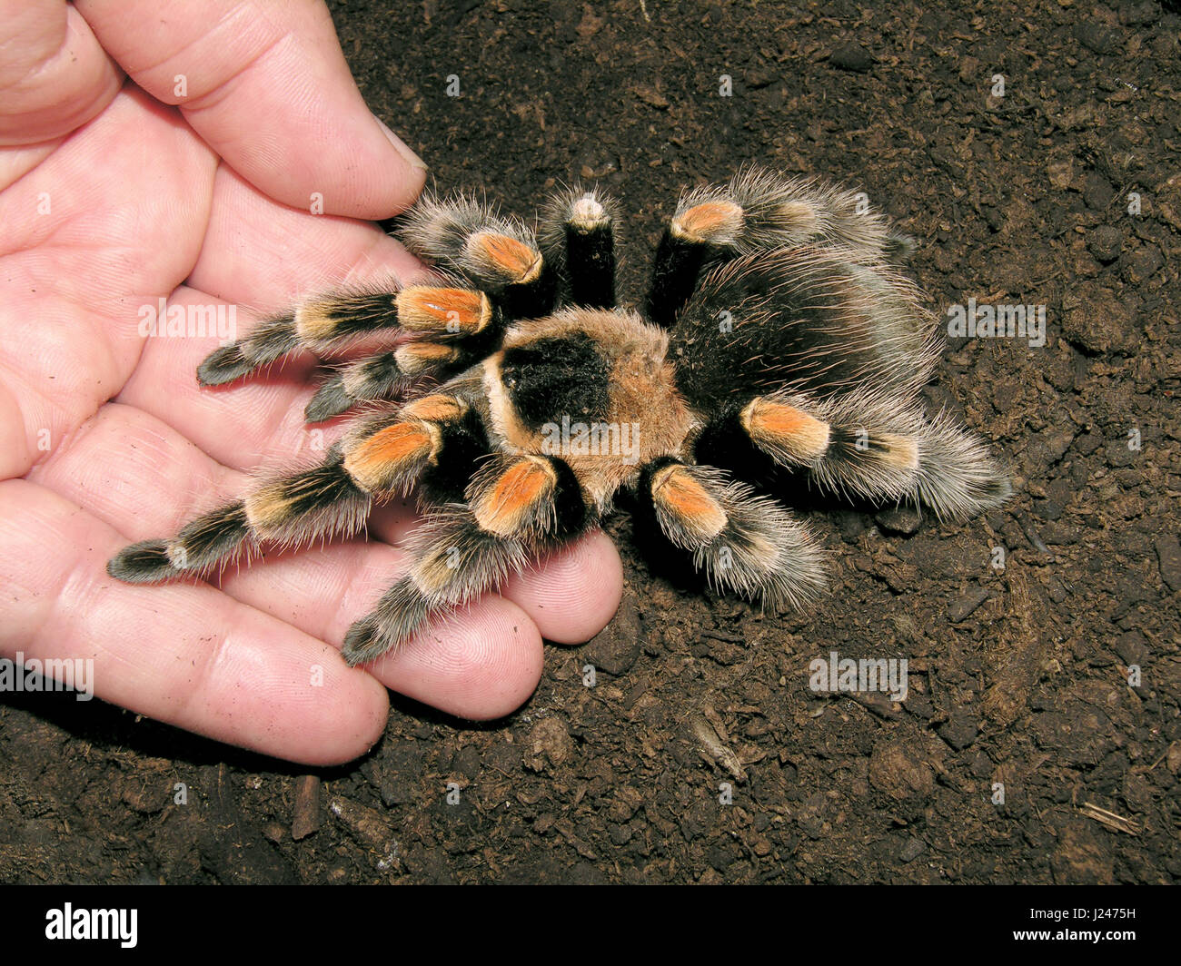 Mexican Red Knee Tarantula Stock Photo