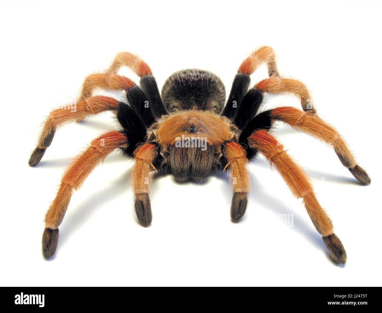 Mexican Fireleg Tarantula Stock Photo