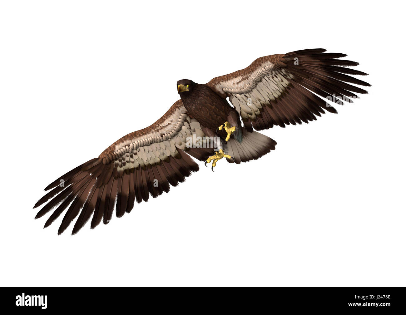 3D rendering of a bald eagle isolated on white background Stock Photo ...