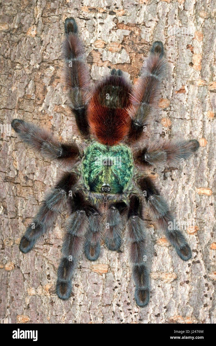 Martinique Pinktoe Tarantula Stock Photo Alamy