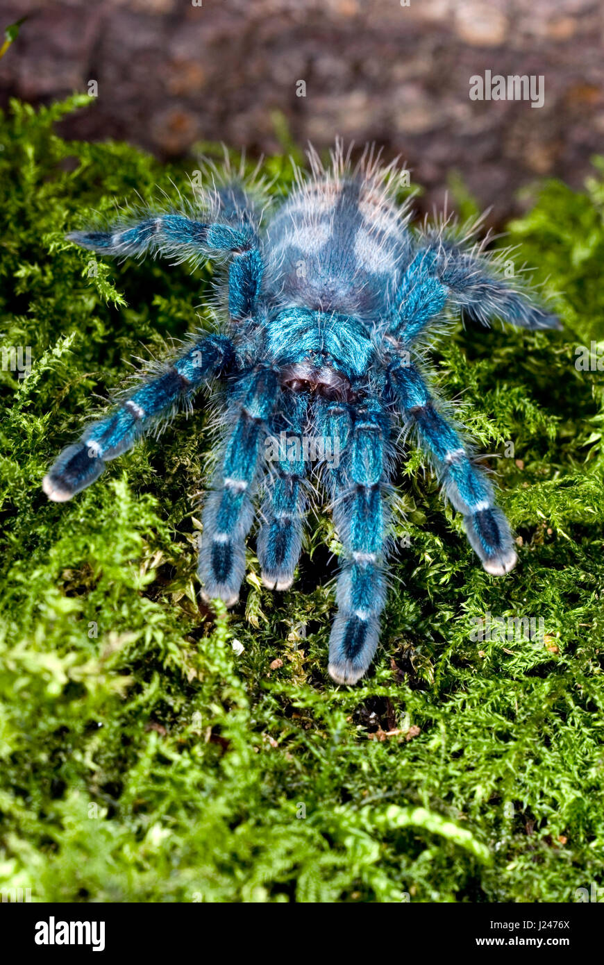 Martinique Pinktoe Tarantula Stock Photo Alamy
