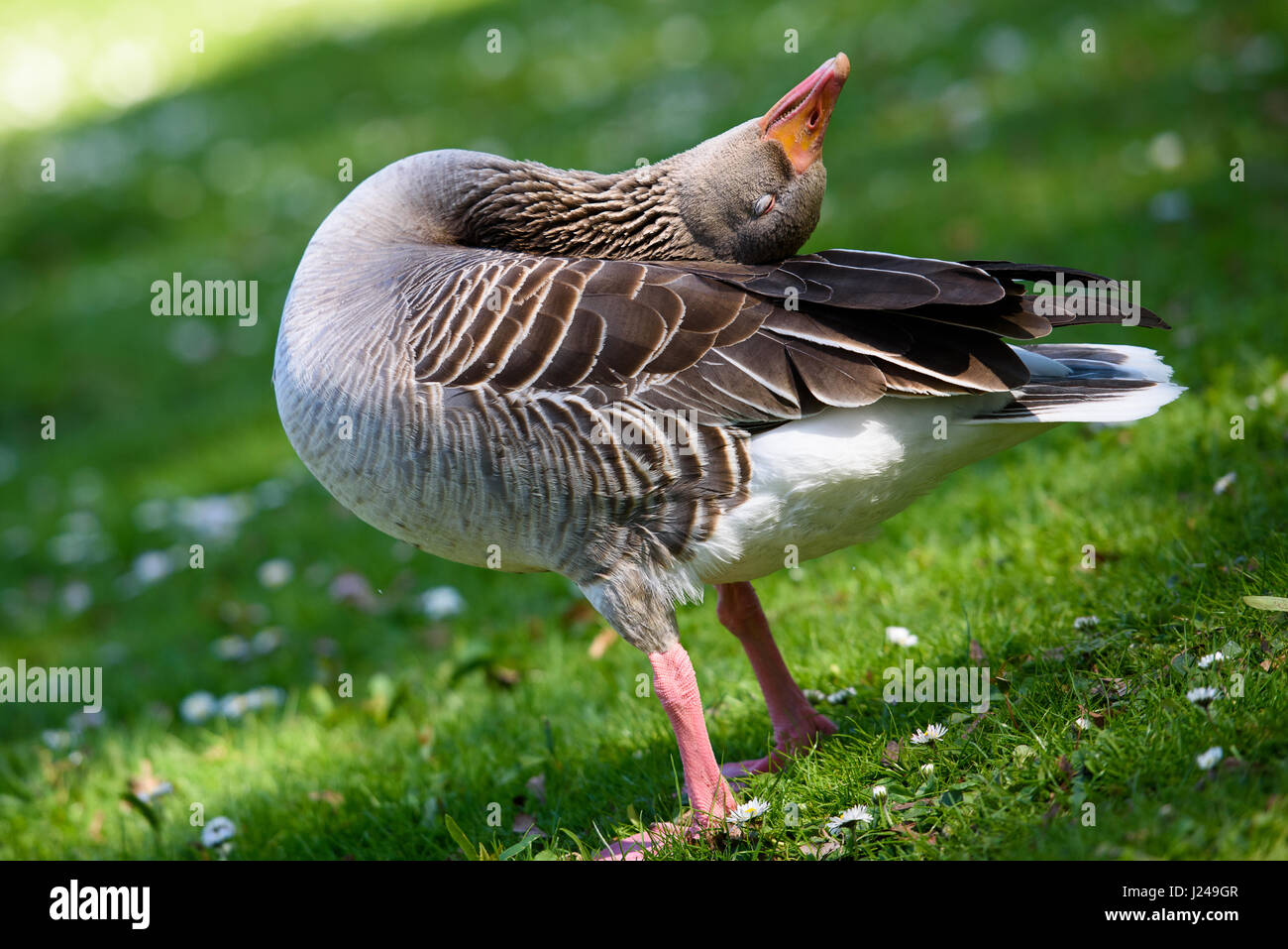 Munich, Germany. 24th Apr, 2017. A goose stretches in the English Garden in Munich, Germany, 24 April 2017. Photo: Florian Eckl/dpa/Alamy Live News Stock Photo