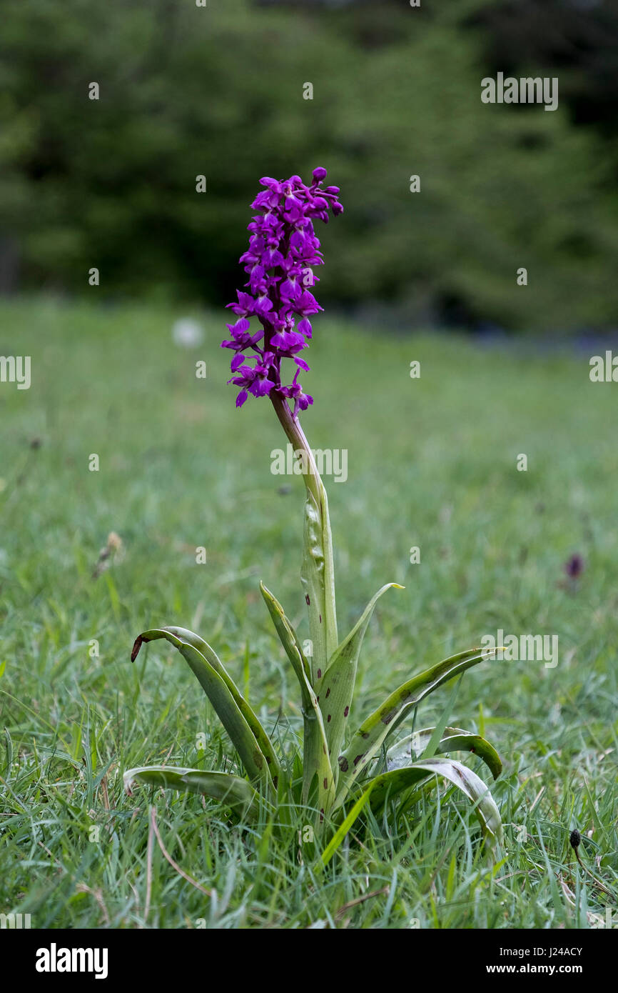 Westonbirt, UK. 24th Apr, 2017. UK Weather. A single orchid reveals itself this Spring among the 600 acres at Westonbirt, The National Arboretum Credit: Graham Light/Alamy Live News Stock Photo