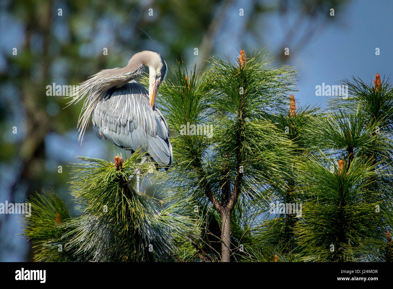 A great blue heron in the tree by Fernan Lake in Idaho preens itself. Stock Photo