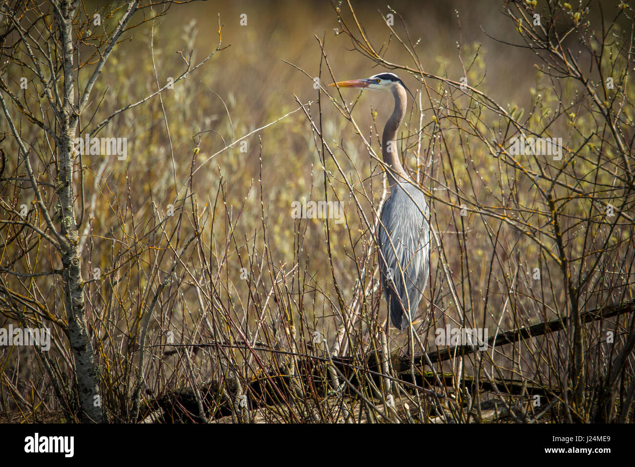 A great blue heron is perched on a log within the brush in Fernan Lake, Idaho. Stock Photo